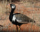 Southern Black Korhaan