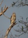 Southern Banded Snake Eagle