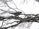 Black Cuckooshrike