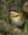 Rudd's Apalis