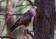 Forest Buzzard