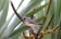 Lemon-breasted Canary