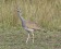 White-bellied Korhaan