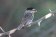 African Broadbill