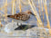 Little Stint