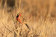 Rosy-throated Longclaw