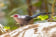 Green Malkoha