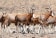 Blesbok