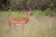 Impala