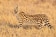 Serval