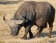Cape Buffalo