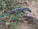 Rock Monitor
