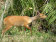 Bushbuck