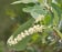 Silver Cluster-leaf