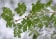 Fever Tree