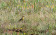 Yellow-breasted Pipit