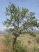 Wild Pear