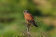 Rock Kestrel