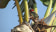 Black-collared Barbet