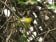 Yellow-throated Woodland Warbler
