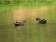 African Black Duck