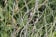 Namaqua Warbler