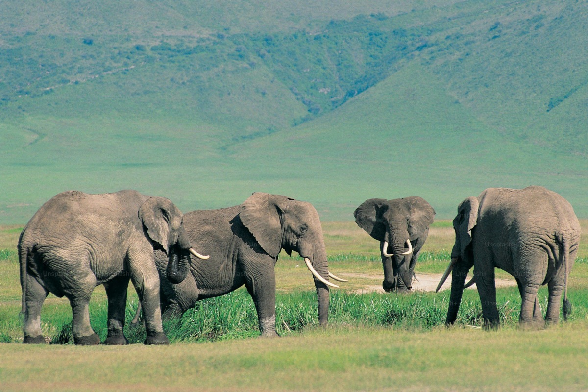 Tanzania Photo