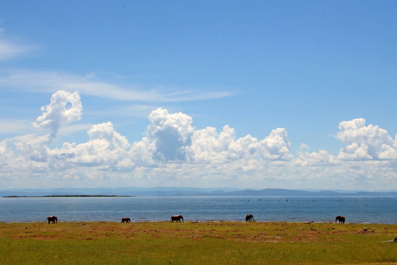 Rhino Safari Camp