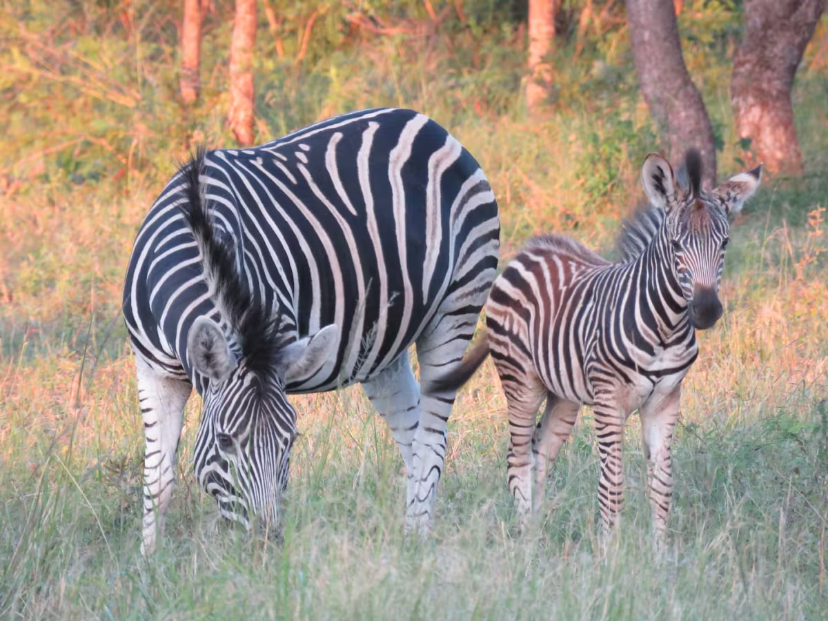 4-Bedroom Safari Lodge - Photo 1
