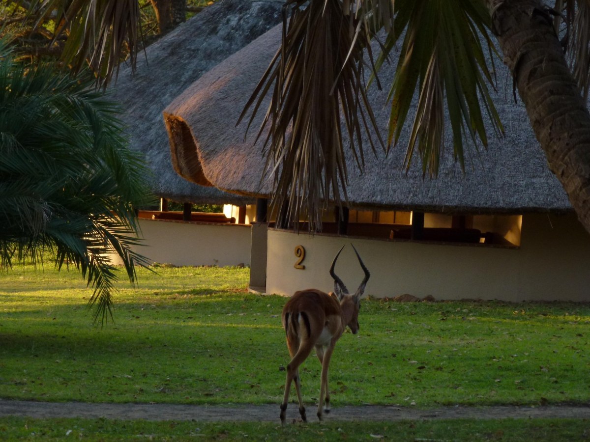 Bonamanzi Game Reserve