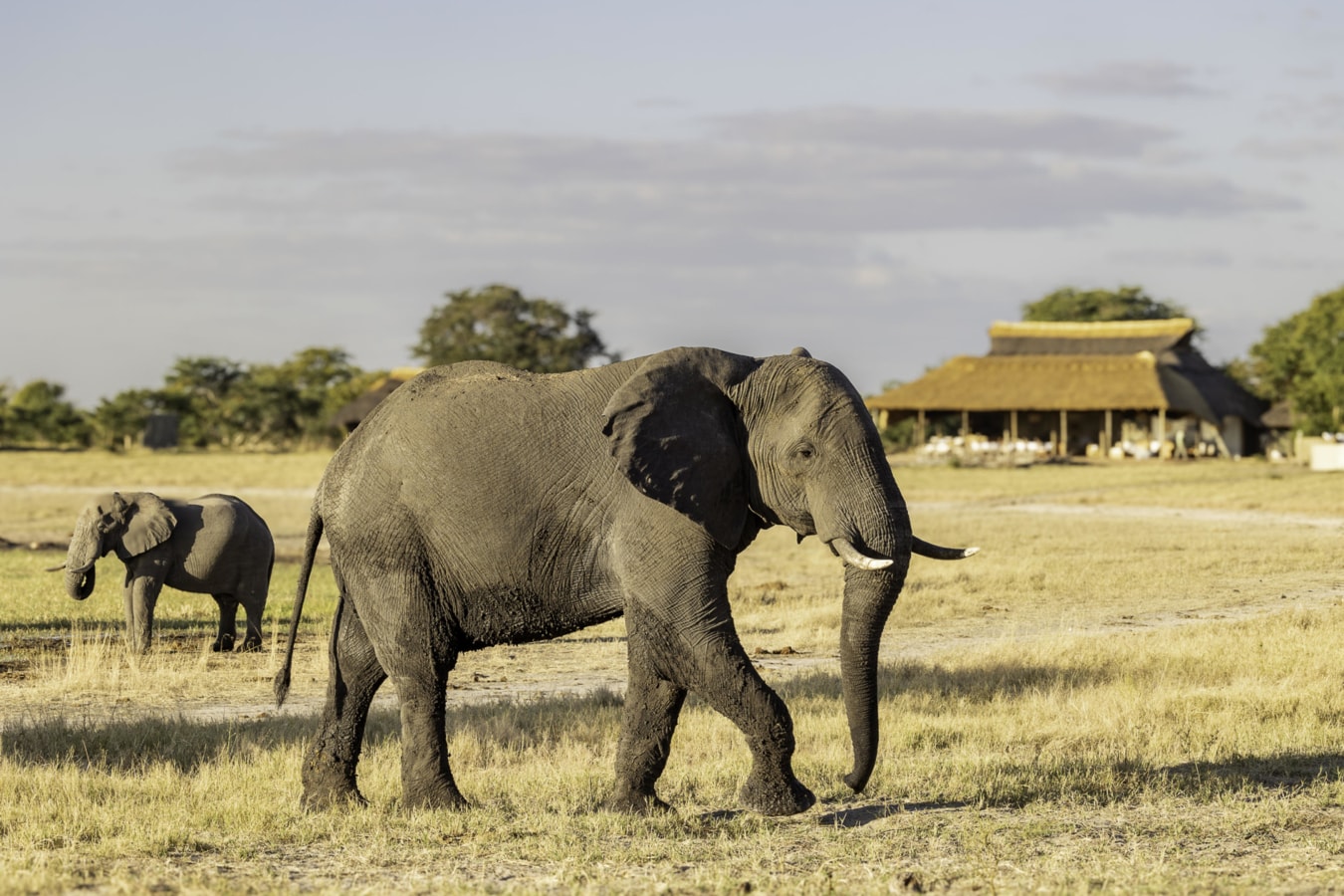 A guest room at Camp Hwange