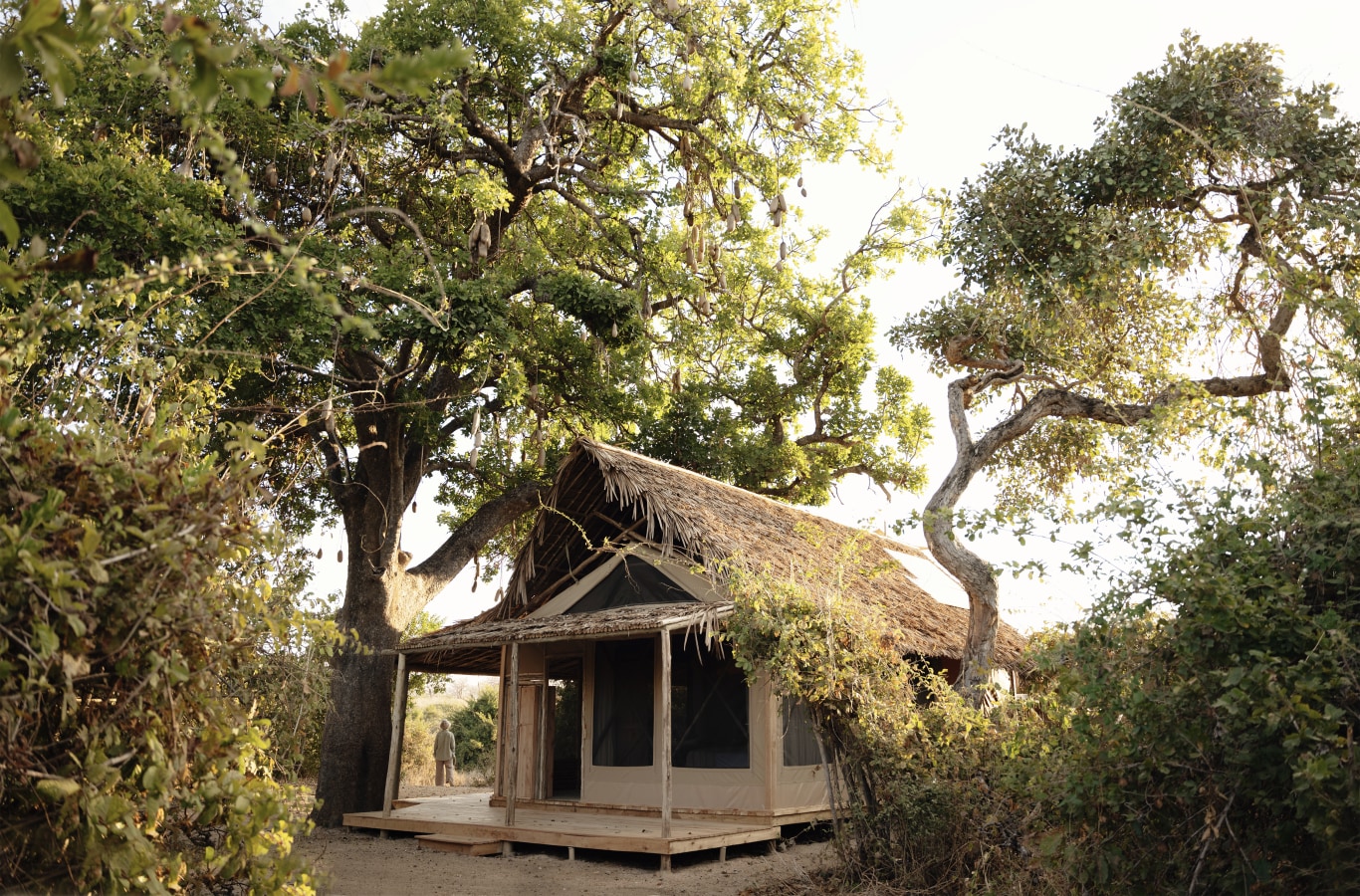 A secluded luxury safari tent with a thatched roof nestled under large sausage trees in the African bush.