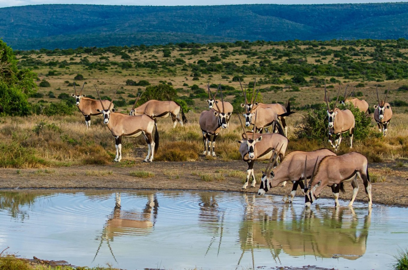 Kwandwe Private Game Reserve
