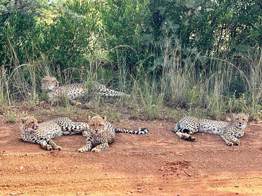 Little Dinokeng Bush Lodge
