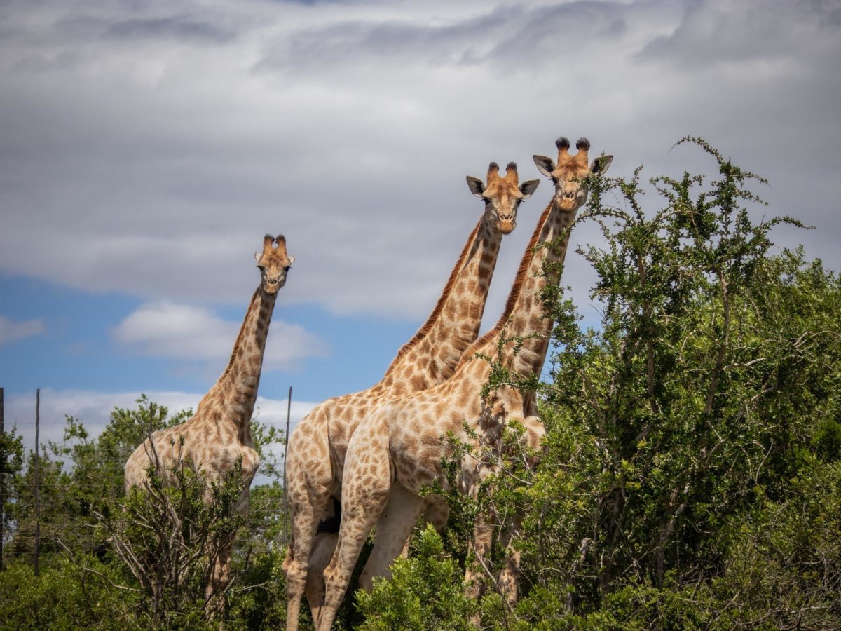 Pabala Private Nature Reserve