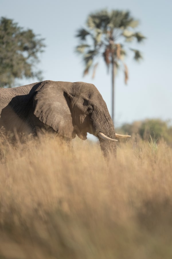 Okavango Delta Wildlife Elephant Bull at Singita Elela Four-Bedroom Camp