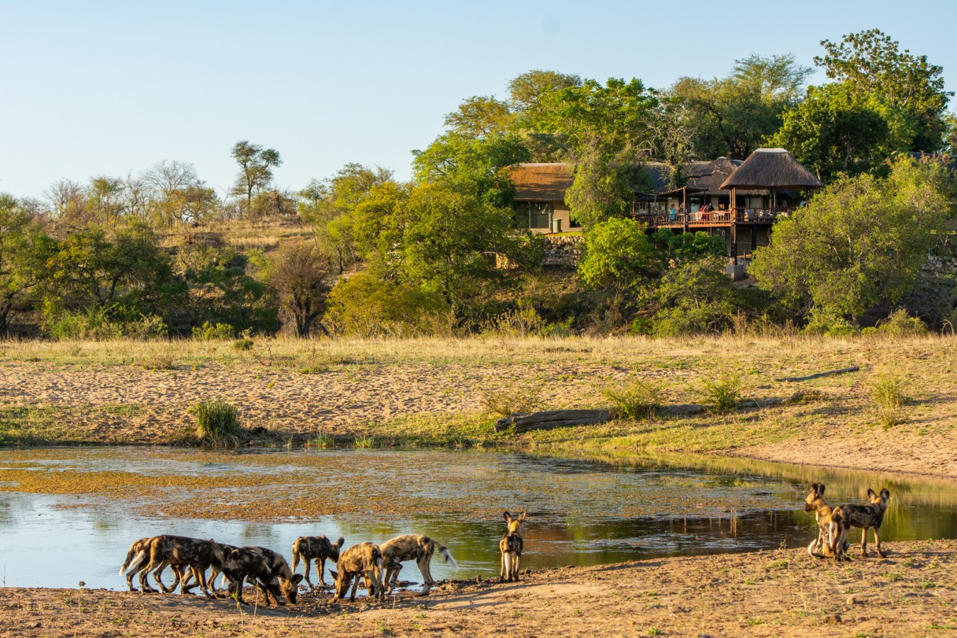 Tuskers Safari Lodge overlooking a waterhole with wild dogs