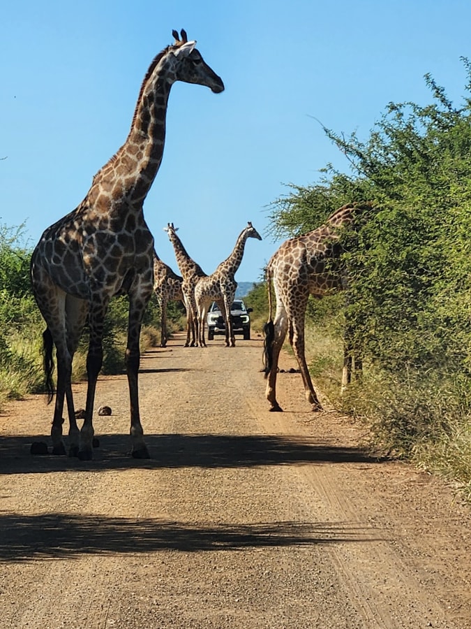 Lower Sabie Rest Camp - Google Places photo