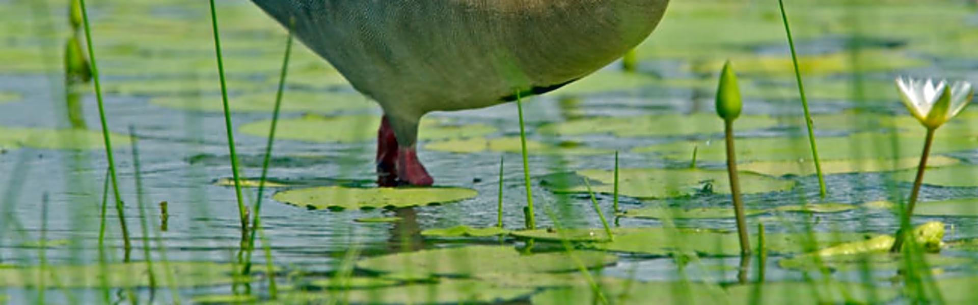 Chelmsford Nature Reserve (Ntshingwayo Dam)
