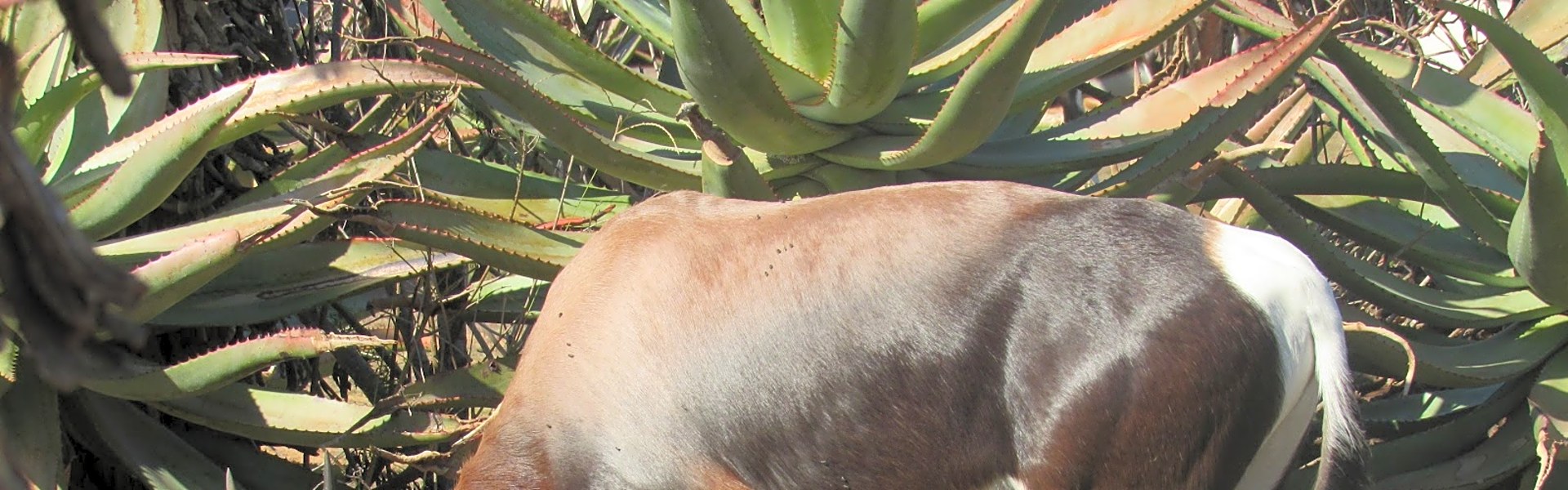 Bontebok National Park