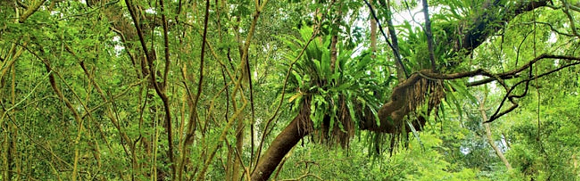 uMlalazi Nature Reserve