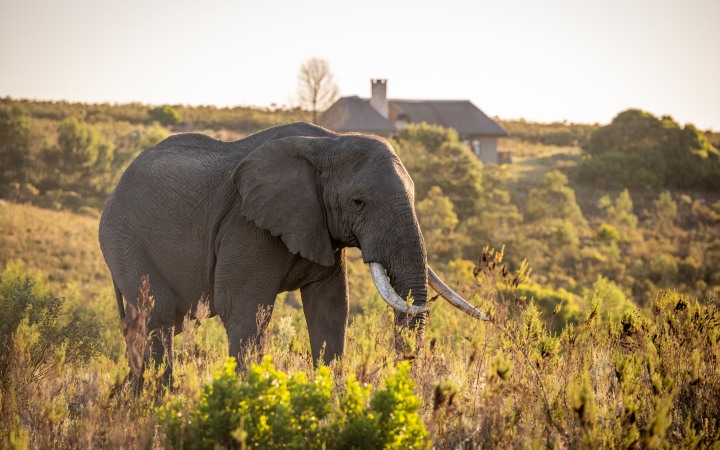 Kwena Lodge Villa at Gondwana Game Reserve