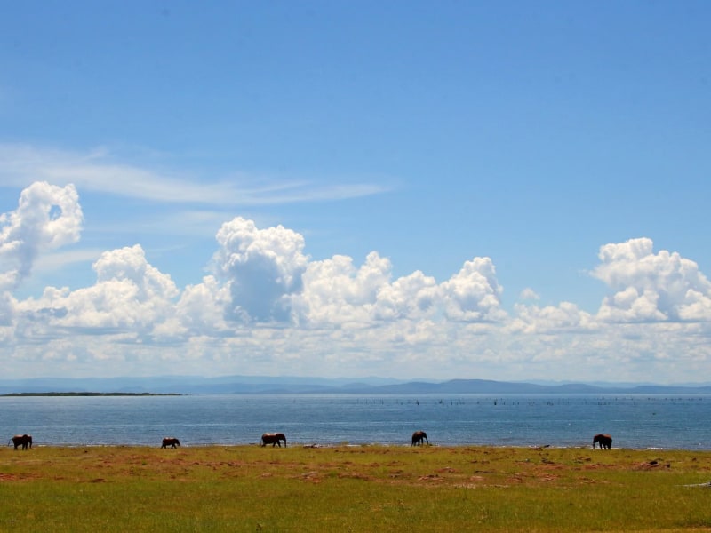 Rhino Safari Camp