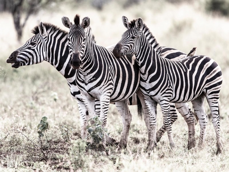 Rhino Sands Safari Camp