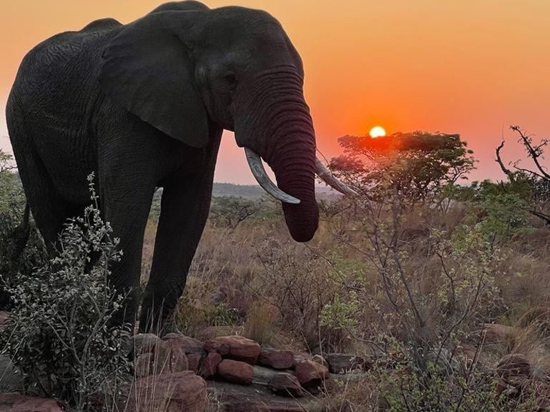 Izingwe Lodge