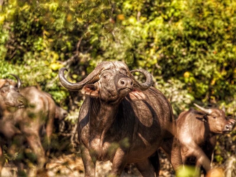 Rhino Safari Camp
