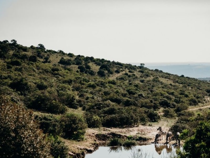 Bukela Game Lodge