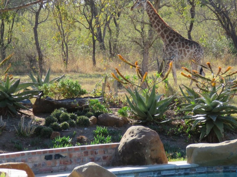 Dombeya Game Reserve - Photo 6