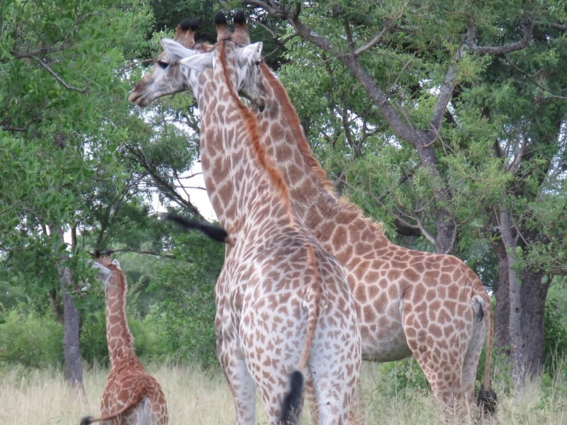 Dombeya Game Reserve - Photo 10
