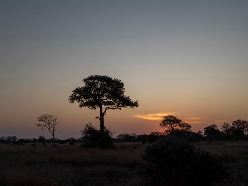 Kruger Untamed - Satara Plains Camp